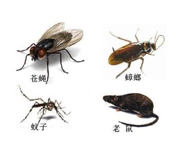 佛山有害生物消杀所怎么除四害？四害是哪四害