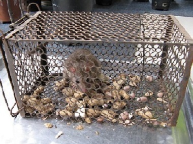 南海鼠类防控——有什么方法避免老鼠进入室内