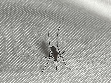 南海病媒生物防控所社区蚊子大作战，你参与了吗？