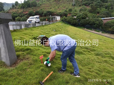 狮山水利工程红火蚁防治