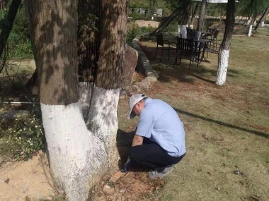 里水上门治白蚁中心防治杉木白蚁的7个小妙招